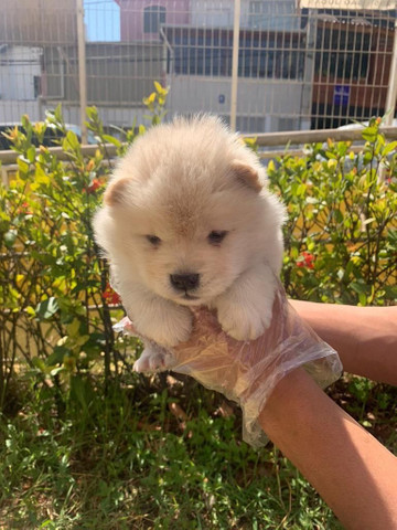 Chow-chow disponível para sua felicidade - Foto 3