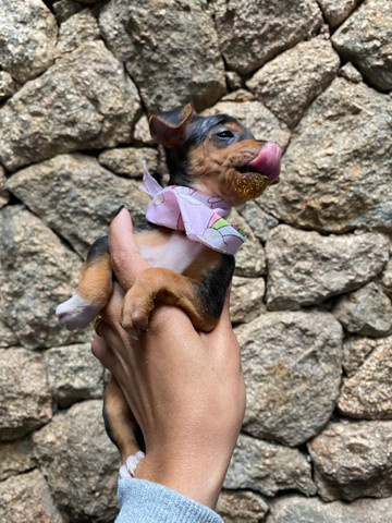 Lindos filhote ! - Foto 2