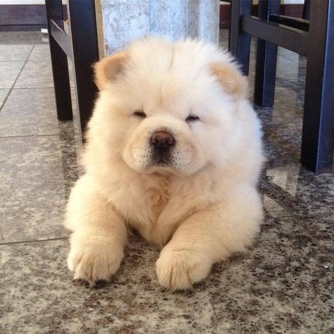 Chow chow creme, preto ou canela