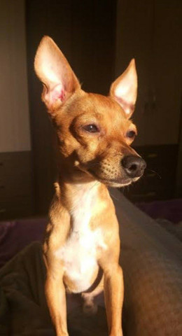 Pinscher só 300 conto pra ir logo