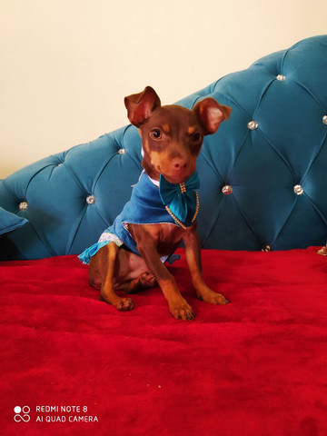 Pinscher fêmea com 4 meses - Foto 6