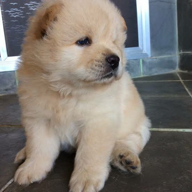 Chow chow filhotinhos com garantia