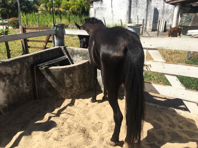 Égua campolina registrada pelagem exótica 