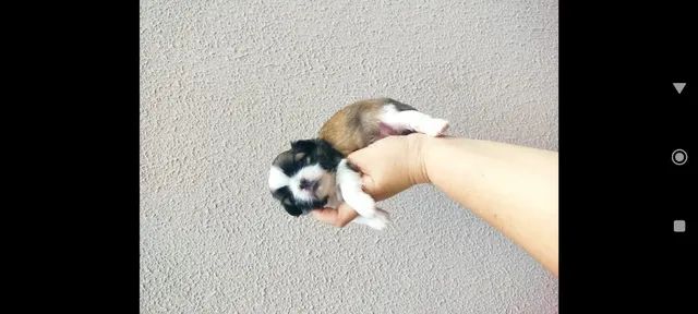 Filhote de cachorro shih Tzu Mine  - Foto 4