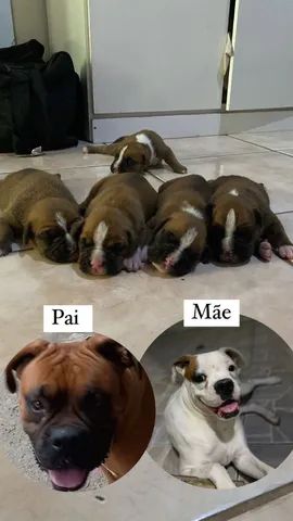 Cães Boxer Puro - Foto 5