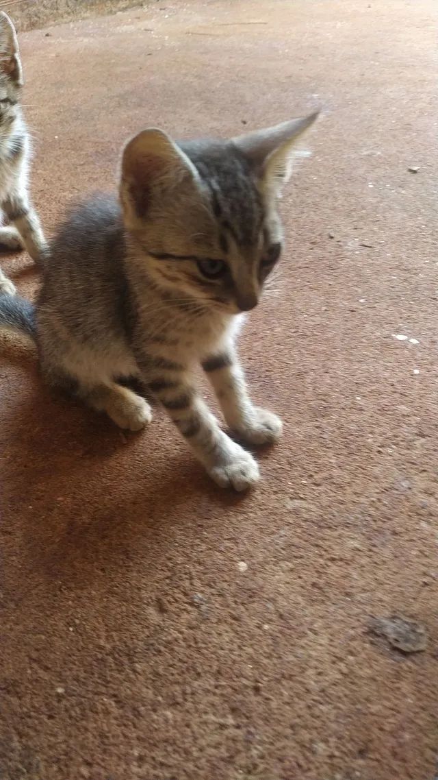 Estou doando meus gatos - Foto 4