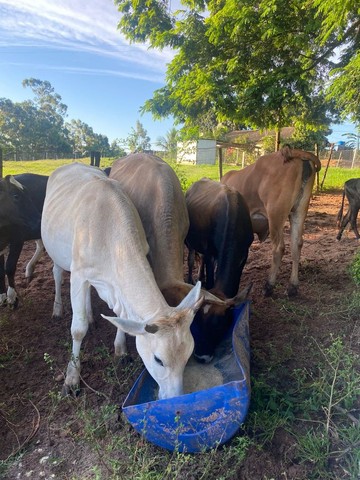 Novilha, Vacas, Bezerros.