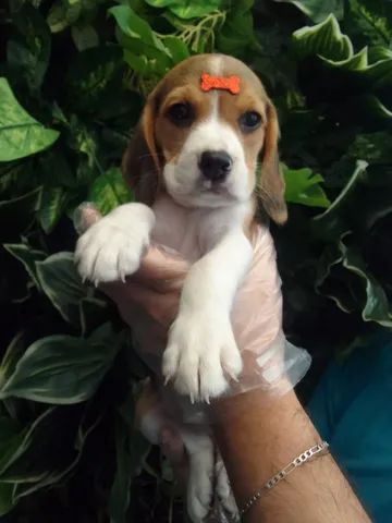 Beagle puppy hot sale olx