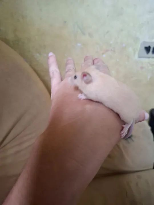 Comundongos pra ? e outros  - Foto 4