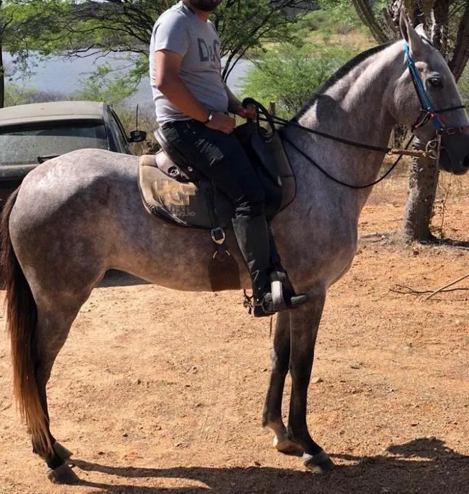 Égua mangalarga machador - Foto 2