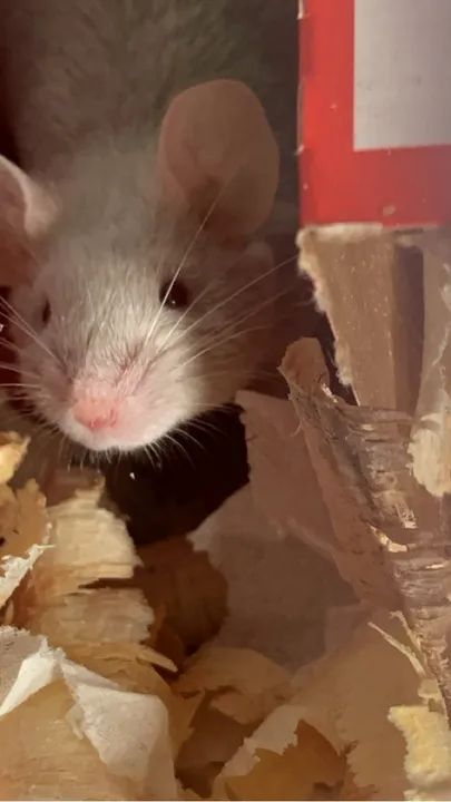 Camundongo Gaiola incluso etc - Foto 2