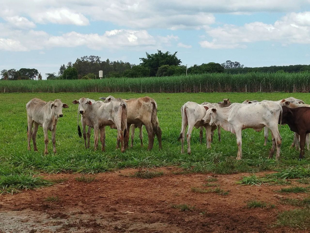 Bezerras baias - Foto 2