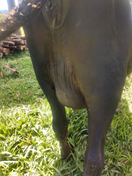 Vendo Vaca  - Foto 3