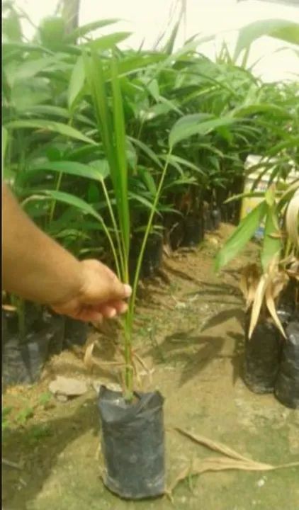 AÇAÍ BRS PAI D'EGUA e AÇAÍ BRS PARÁ ANÃO - Foto 4