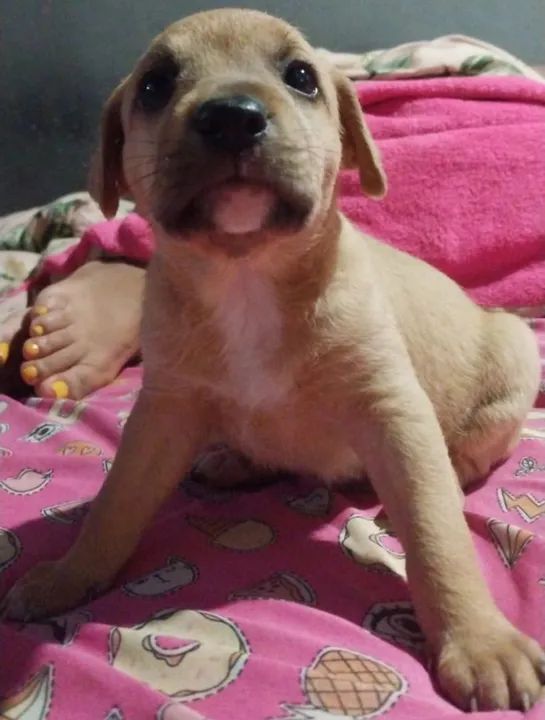 Filhotes(fêmeas)sem raça definida retirar nações 1 fazenda rio grande 