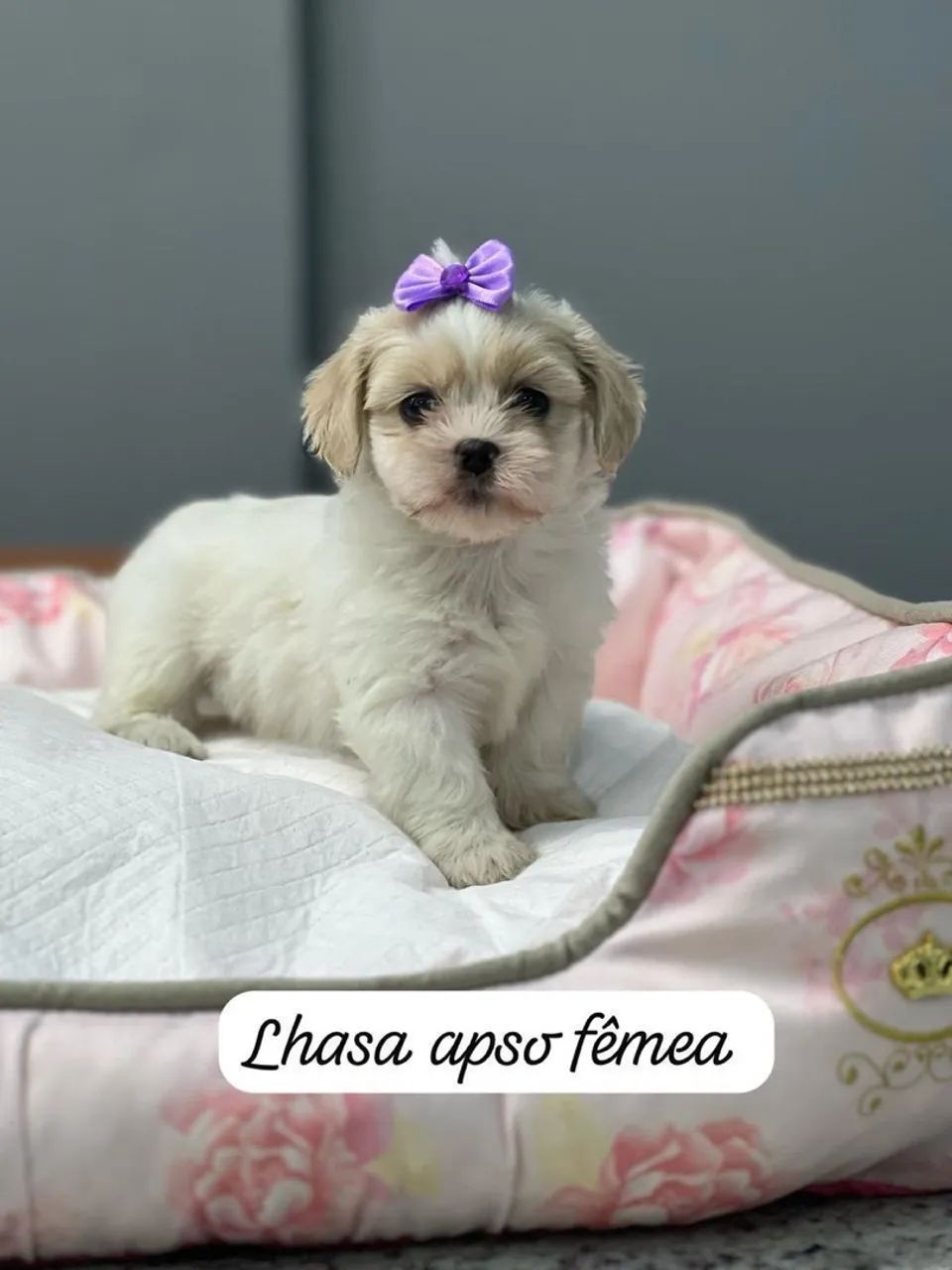Lhasa Apso Fêmea já vacinadas 