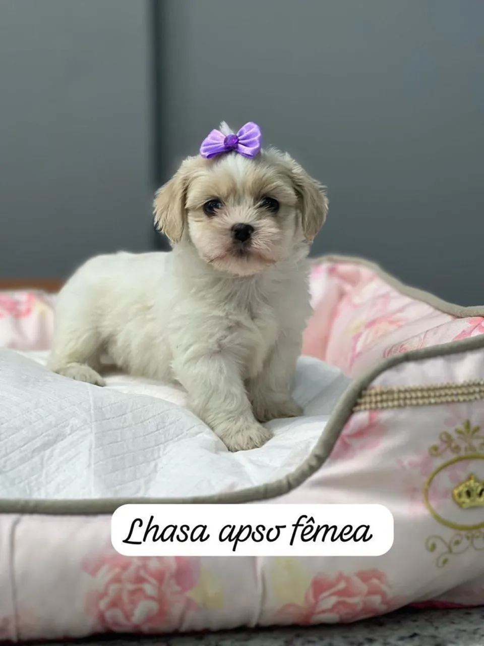 Lhasa Apso Fêmea já vacinadas