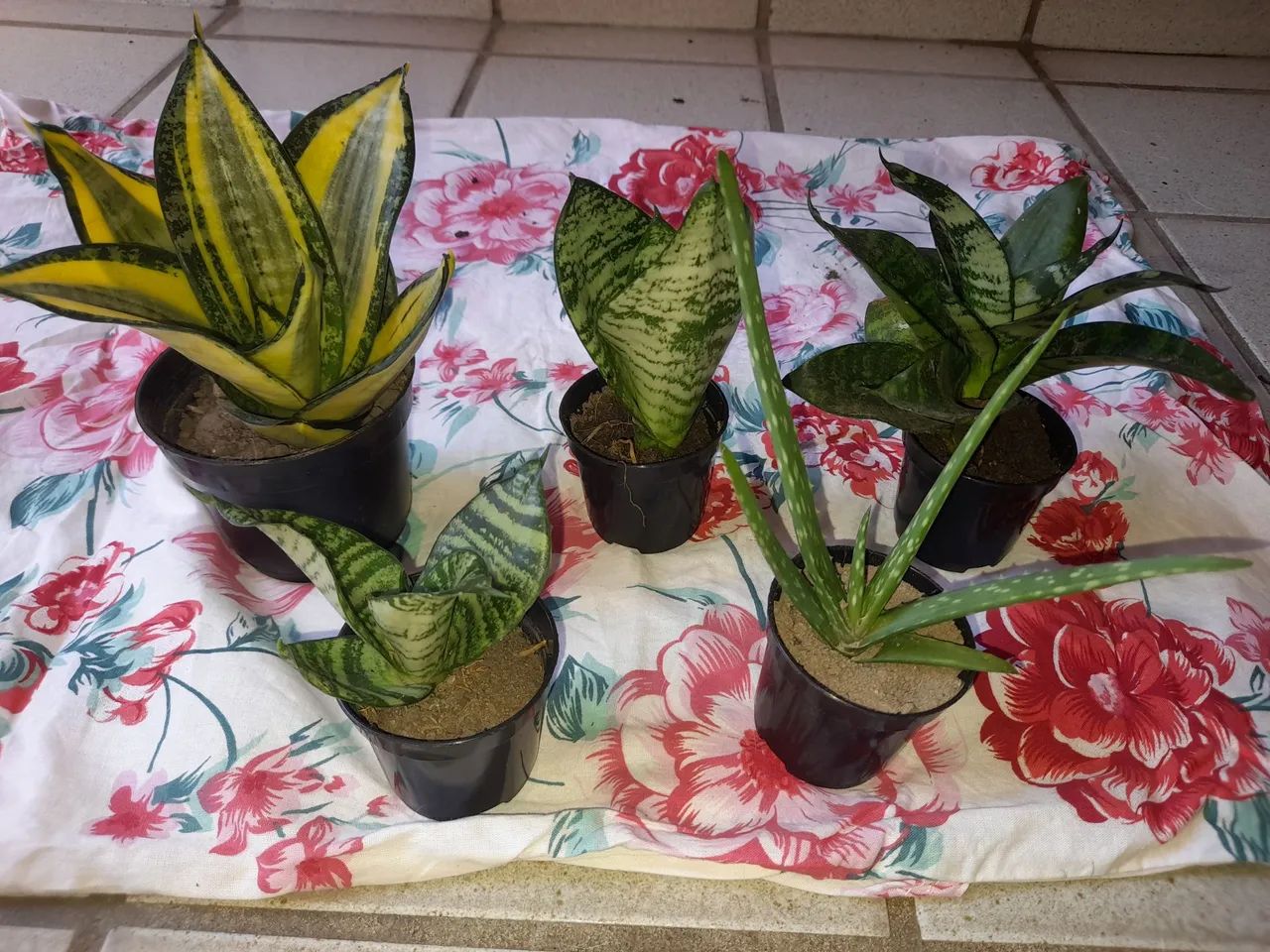 Vendo cada apenas R$10