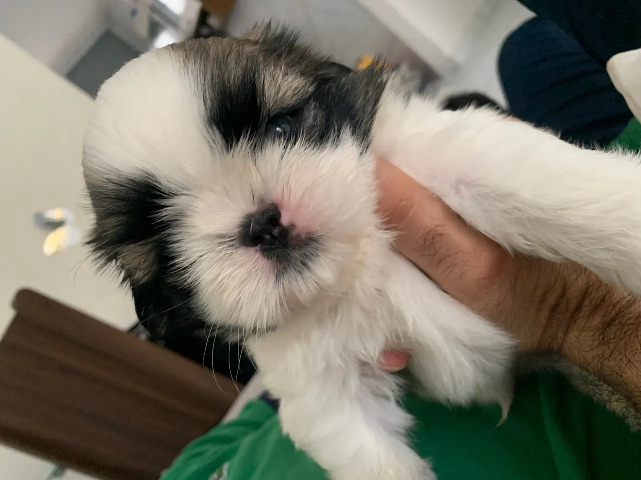 Filhote Shih Tzu legítimo