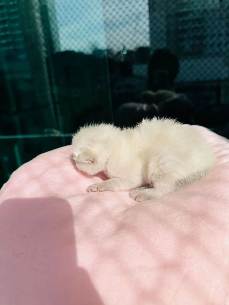 Lindos filhotes de bengal  - Foto 5