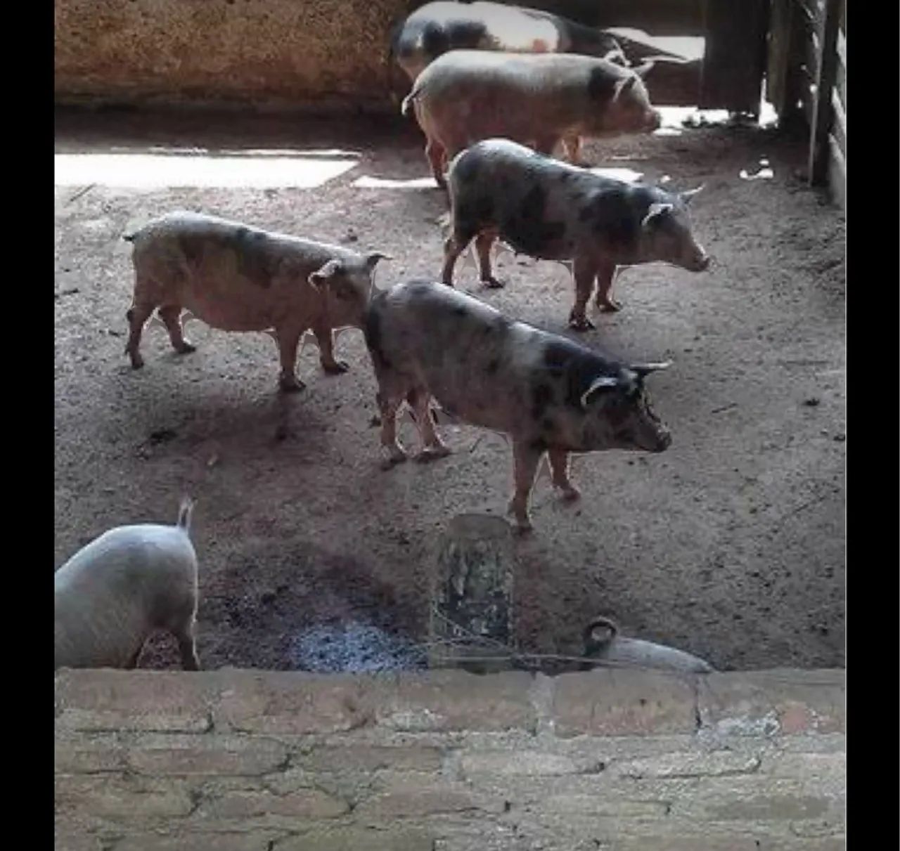 Porcos para venda - Foto 2