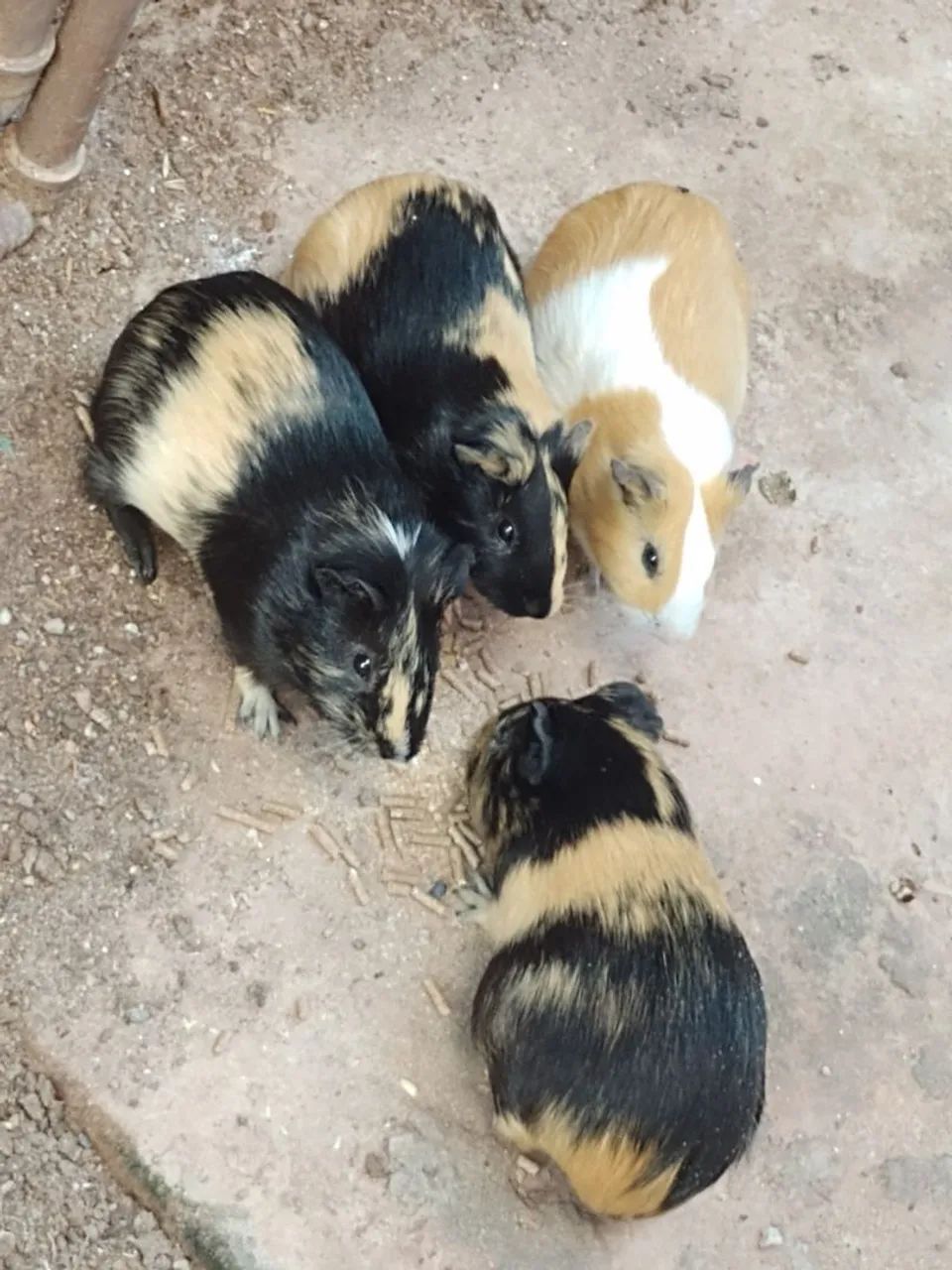 5 porquinhos da índia 15 reais cada - Foto 2