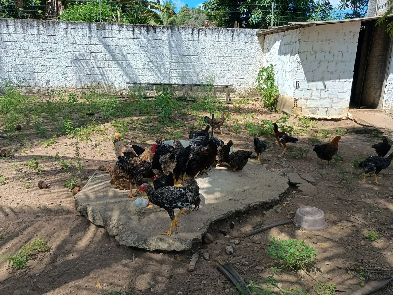 Galinhas capoeiras para venda