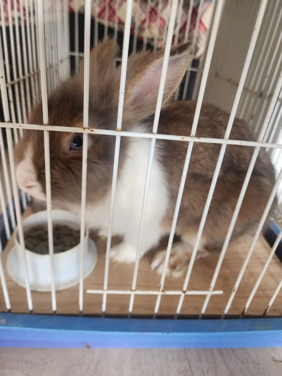 Mini coelho!