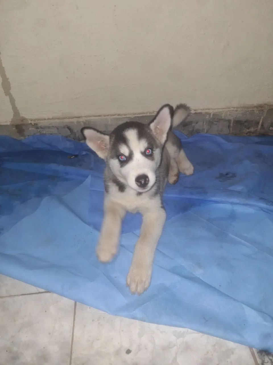 Femea husky $2.000 - Foto 3