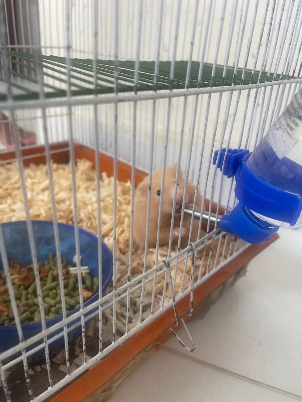 Hamster Sírio Dourado - Filhote Adorável!