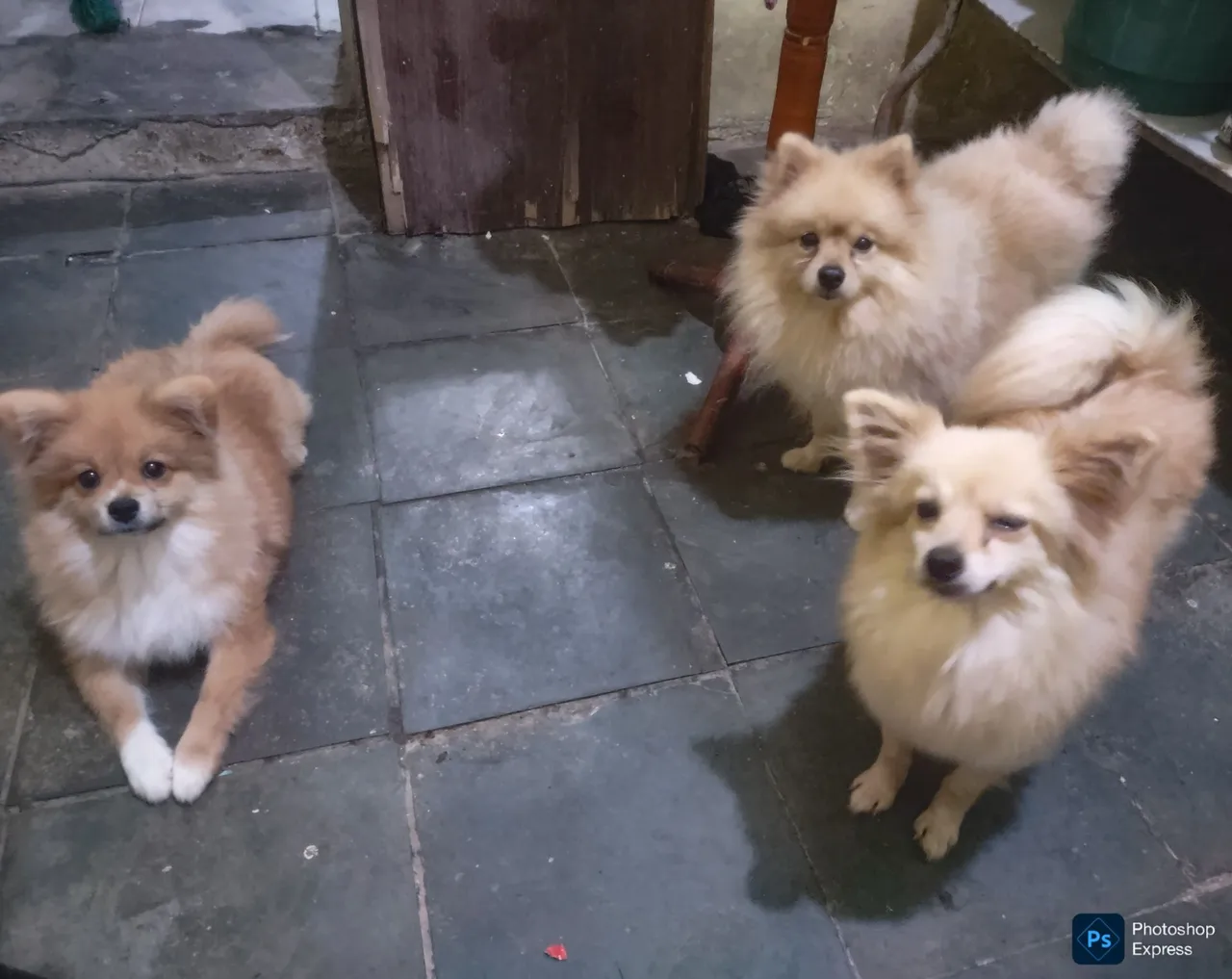 Filhotes de Spitz Alemão
