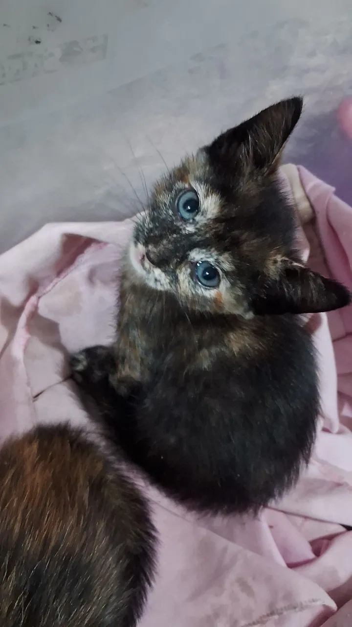 Gatinha para Adoção