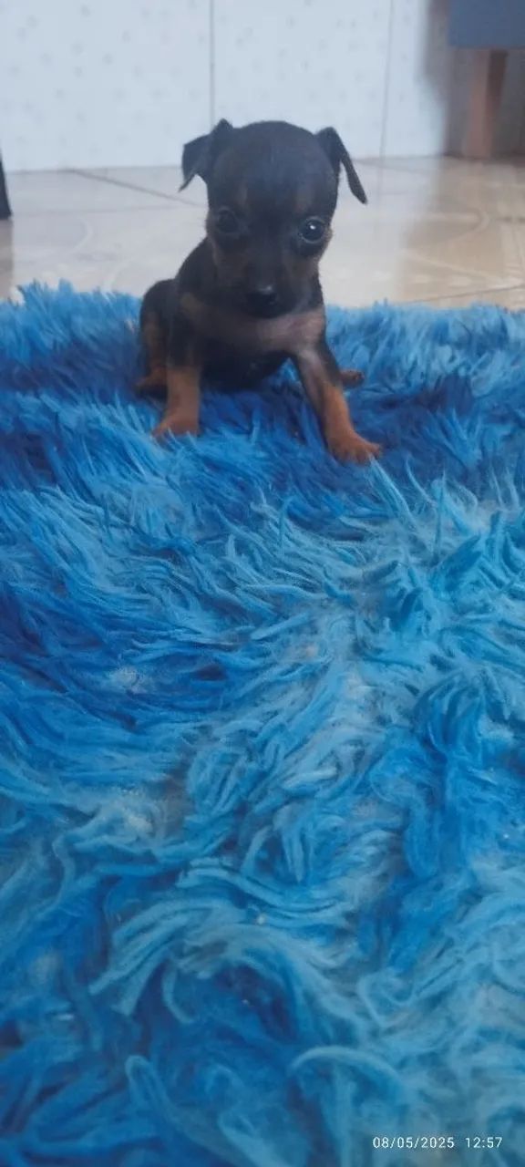 Filhote de Pinscher Miniatura - Foto 3