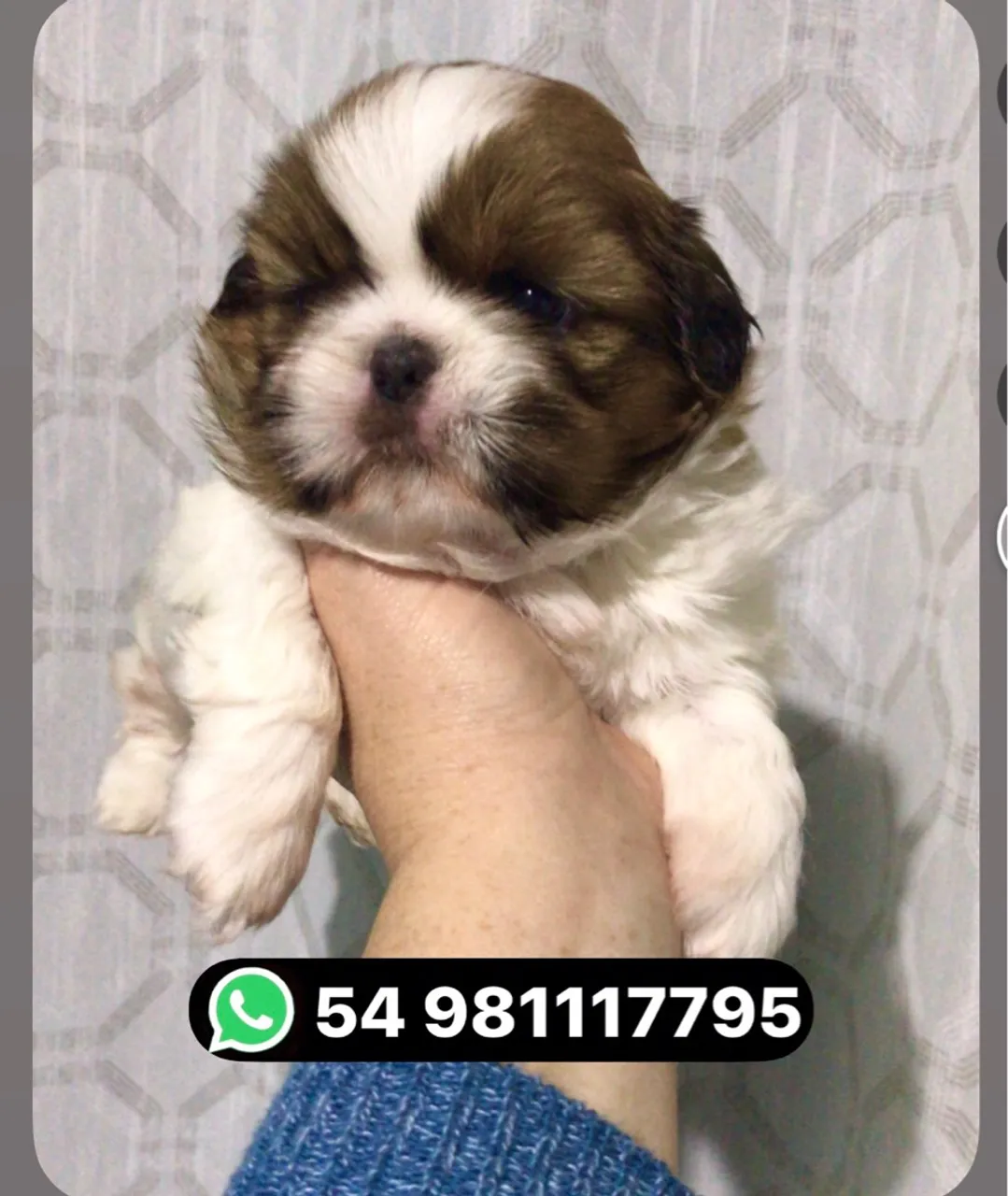 Lindo machinho de shih tzu