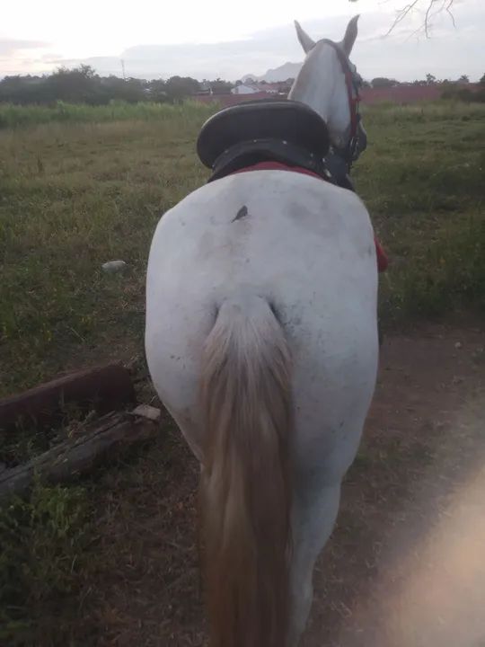 Egua marcha picada  - Foto 3