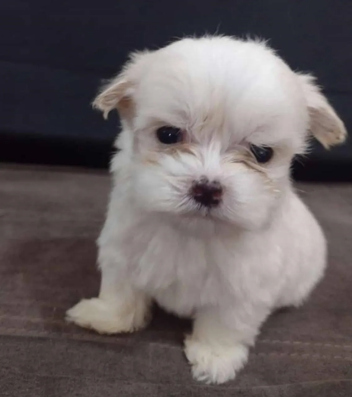 Maltês de Pequeno Porte - Muito Amor em Um Pacotinho!