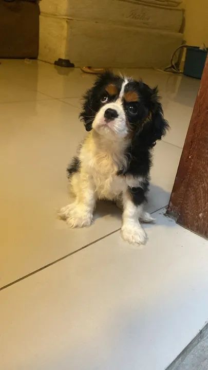 Cavalier variadas cores a pronta entrega 