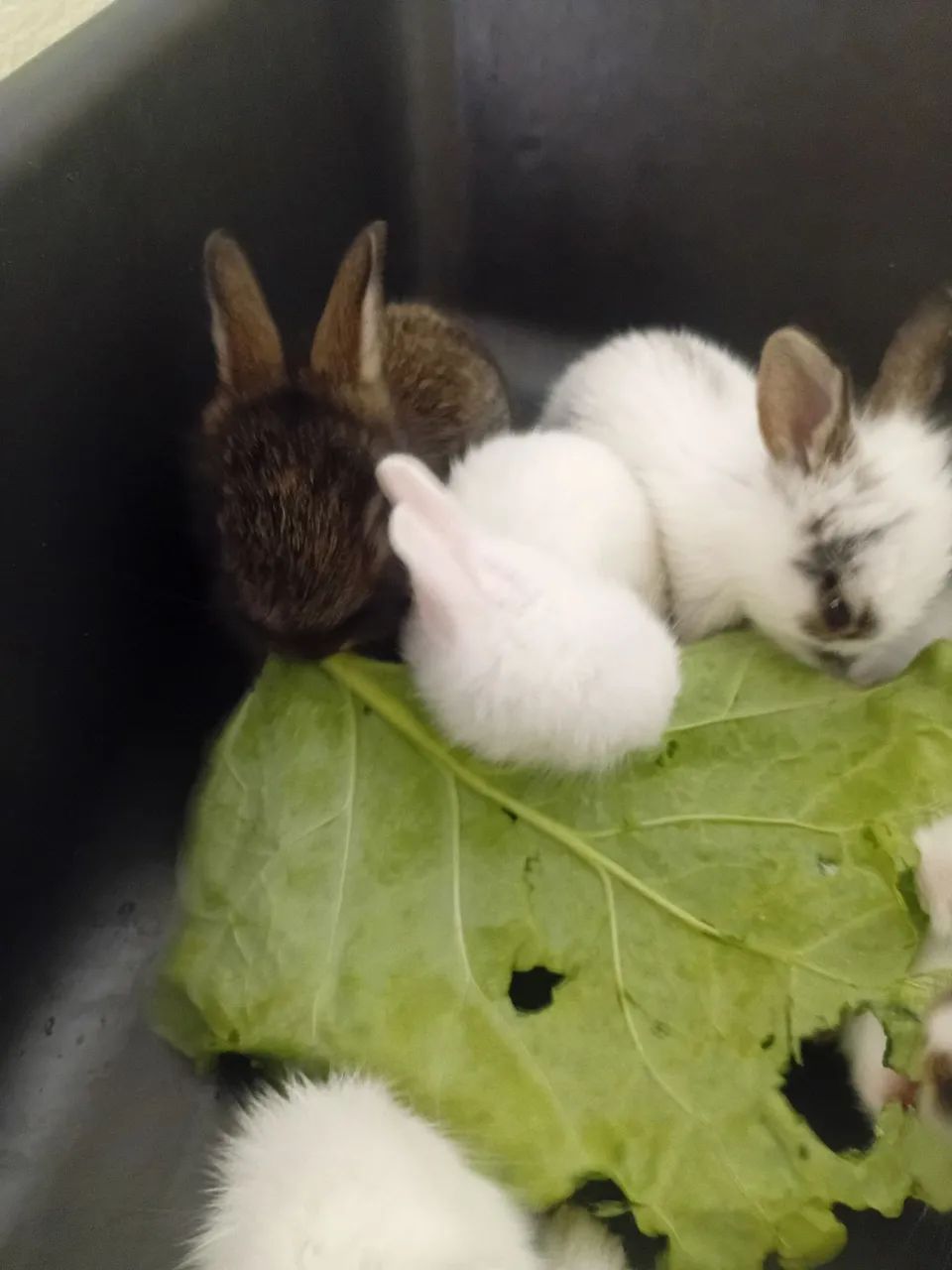 Filhotes de Coelho FUZZY  - Foto 6