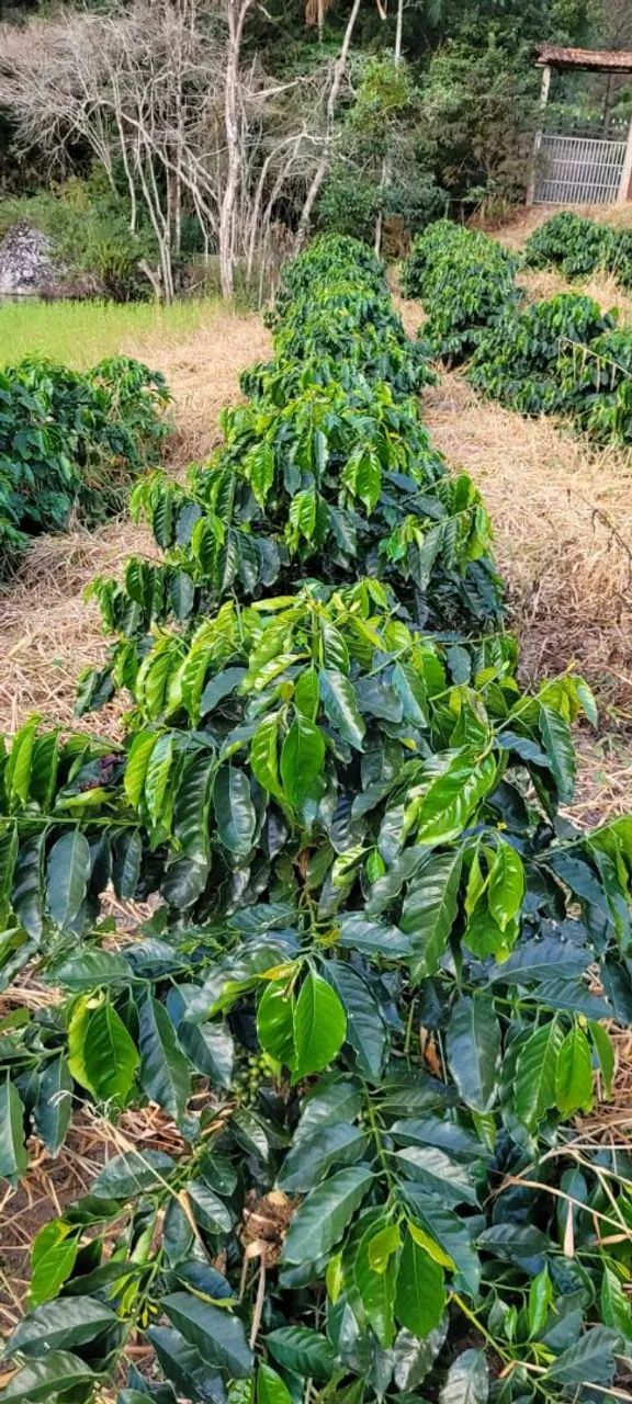 Sítio Produzindo Café - Escriturado - Domingos Martins ES - Foto 2