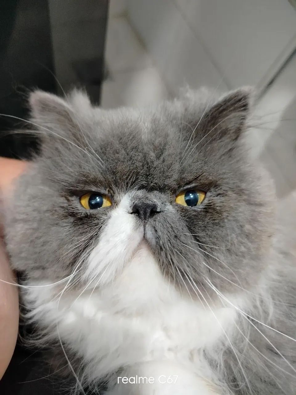 GATO PERSA TOP SHOW  - Foto 2