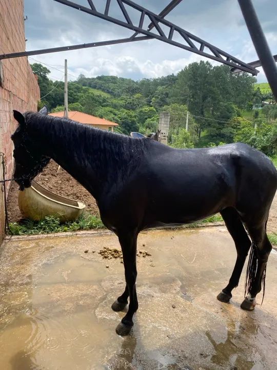 Vendo égua inglesa de charrete  - Foto 2