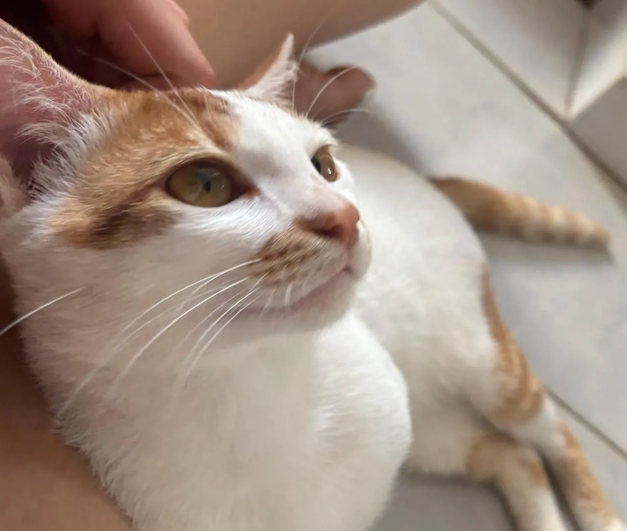 Gato Branco e Laranja