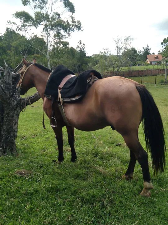 LINDO CAVALO, CRIOULO, CONFIRMADO, DE LAÇO. - Foto 2