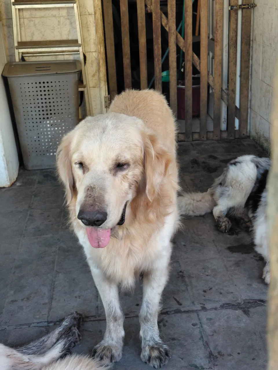 Golden Retriever Adorável