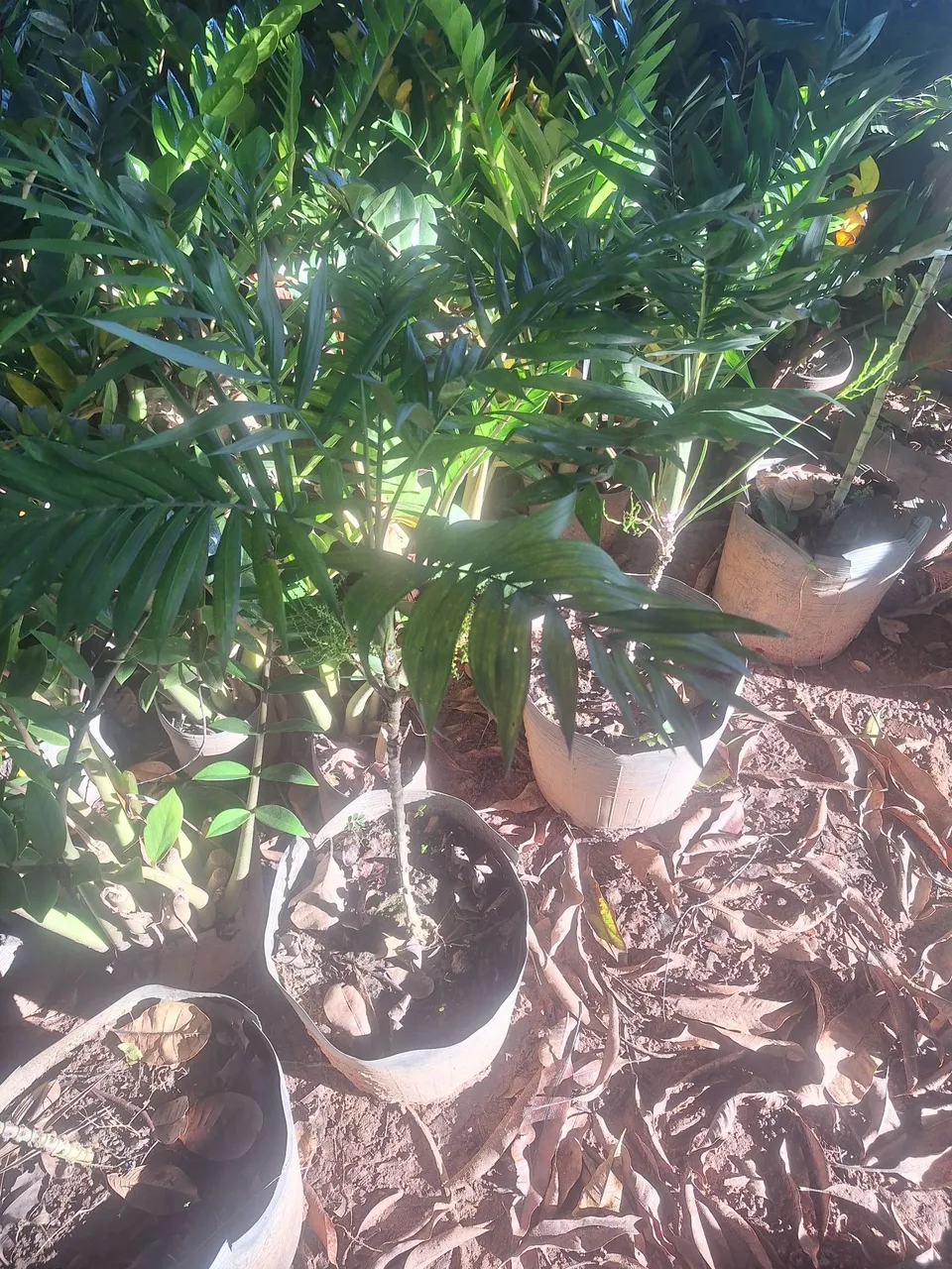 Palmeira Chamaedorea