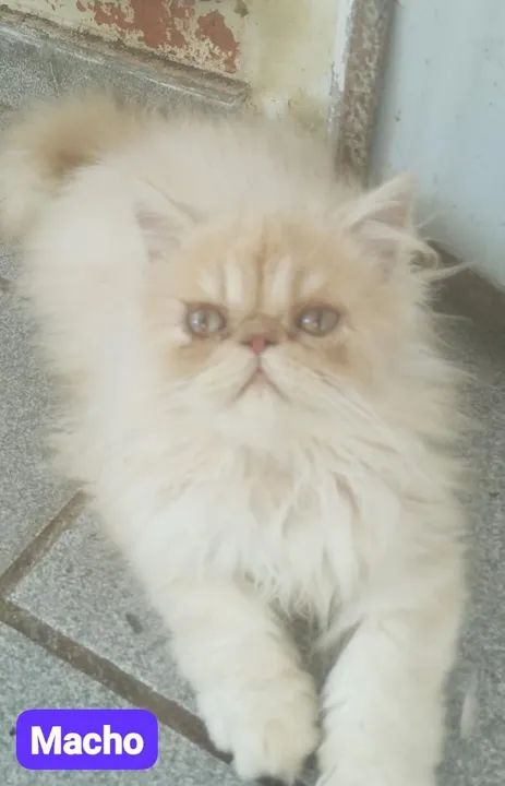 Filhotes de gatos persas Joinville/ Blumenau/ bc