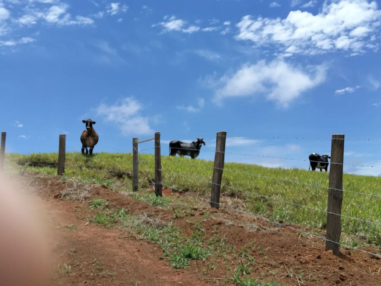 Vendo garrote guzerá  - Foto 2