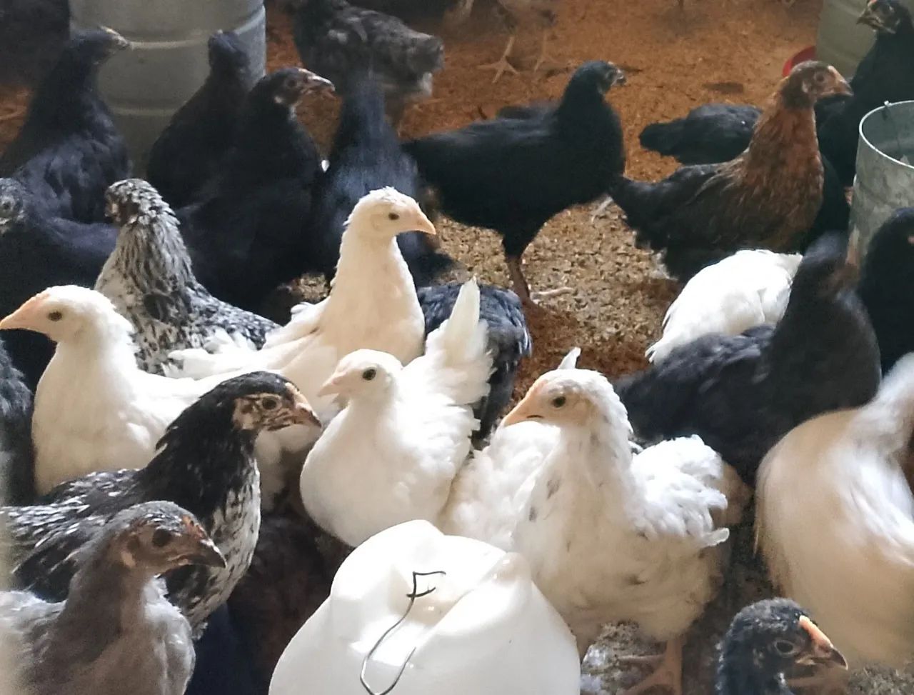 Frangas/Galinhas Poedeiras ( Embrapa 051/ PCG/GLC/ BKB/LABEL ROUGE ) - Foto 3