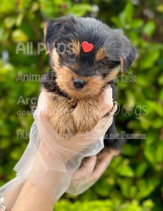 Tão bom morrer de amor huum - Foto 2