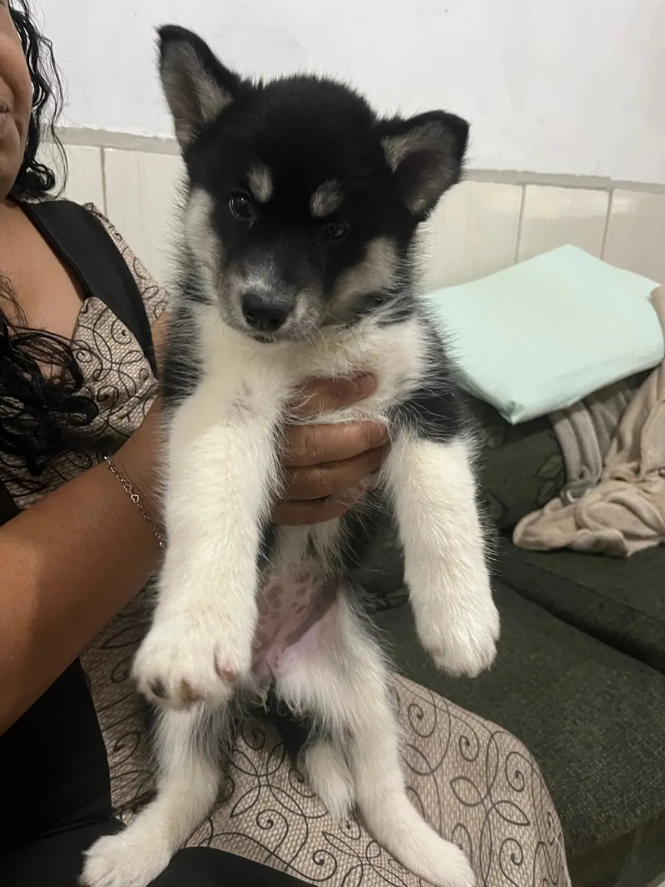 Filhote de Husky Siberiano Fêmea
